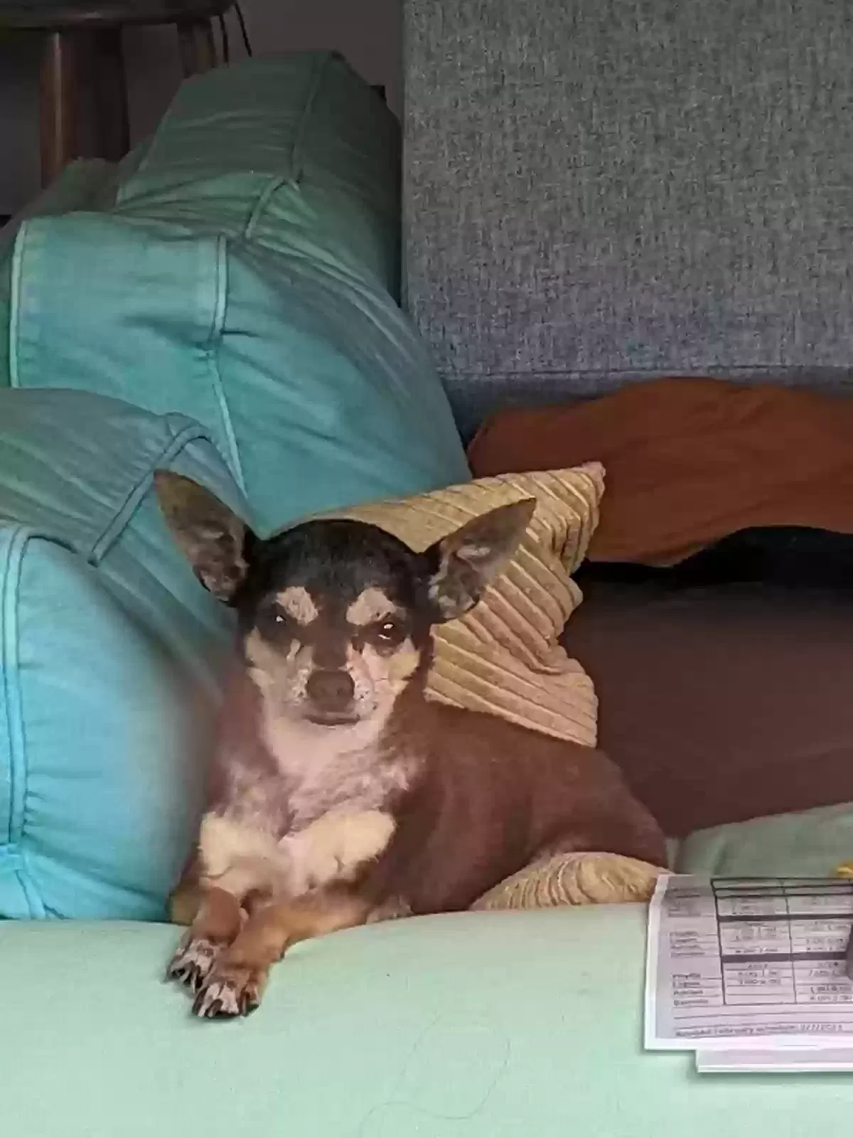Lost dog in Pearland, TX, 77584