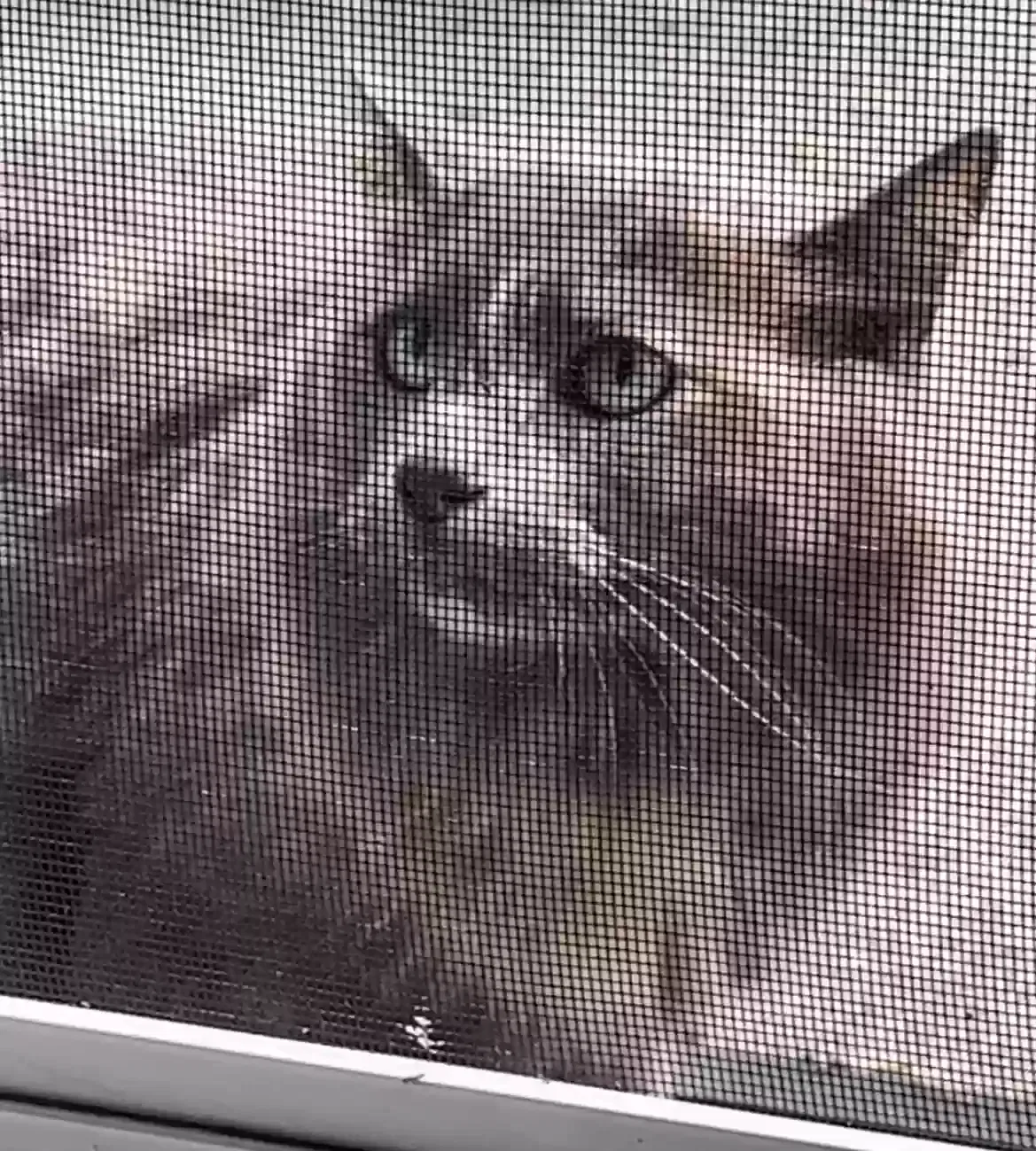 Found cat in Novato, CA, 94947