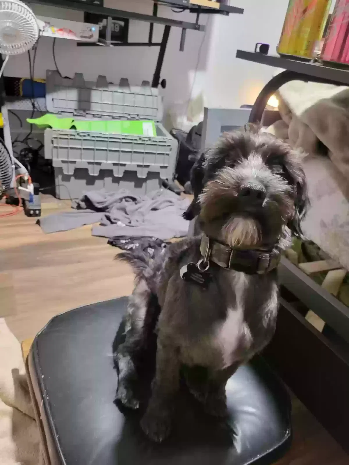 Lost dog in Desert Hot Springs, CA, 92241