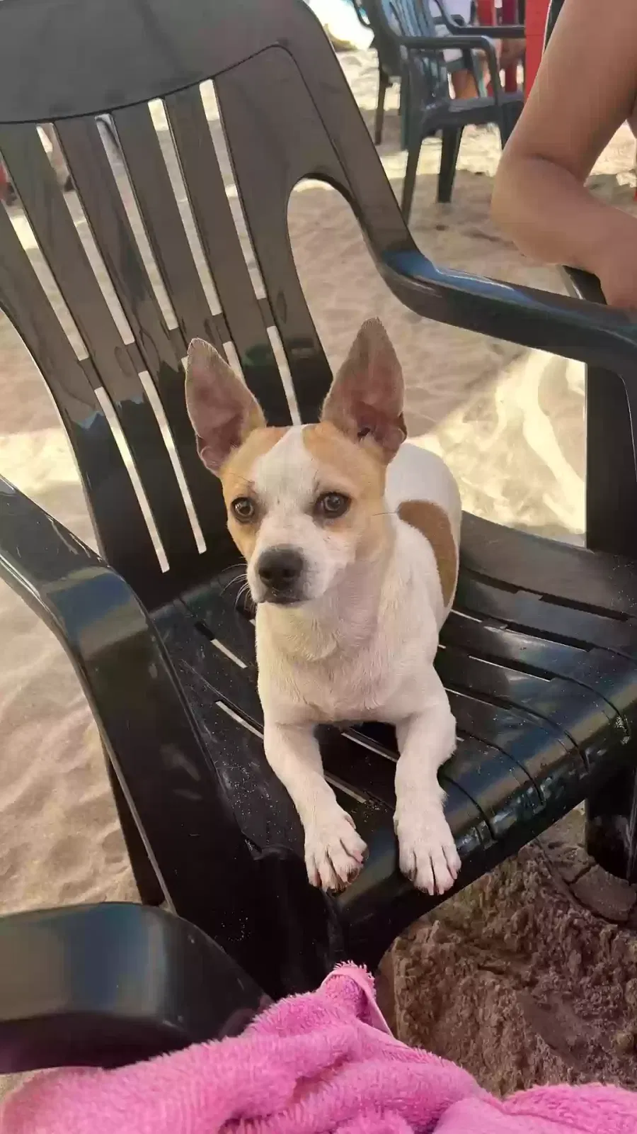 Lost dog in Oakland, CA, 94603