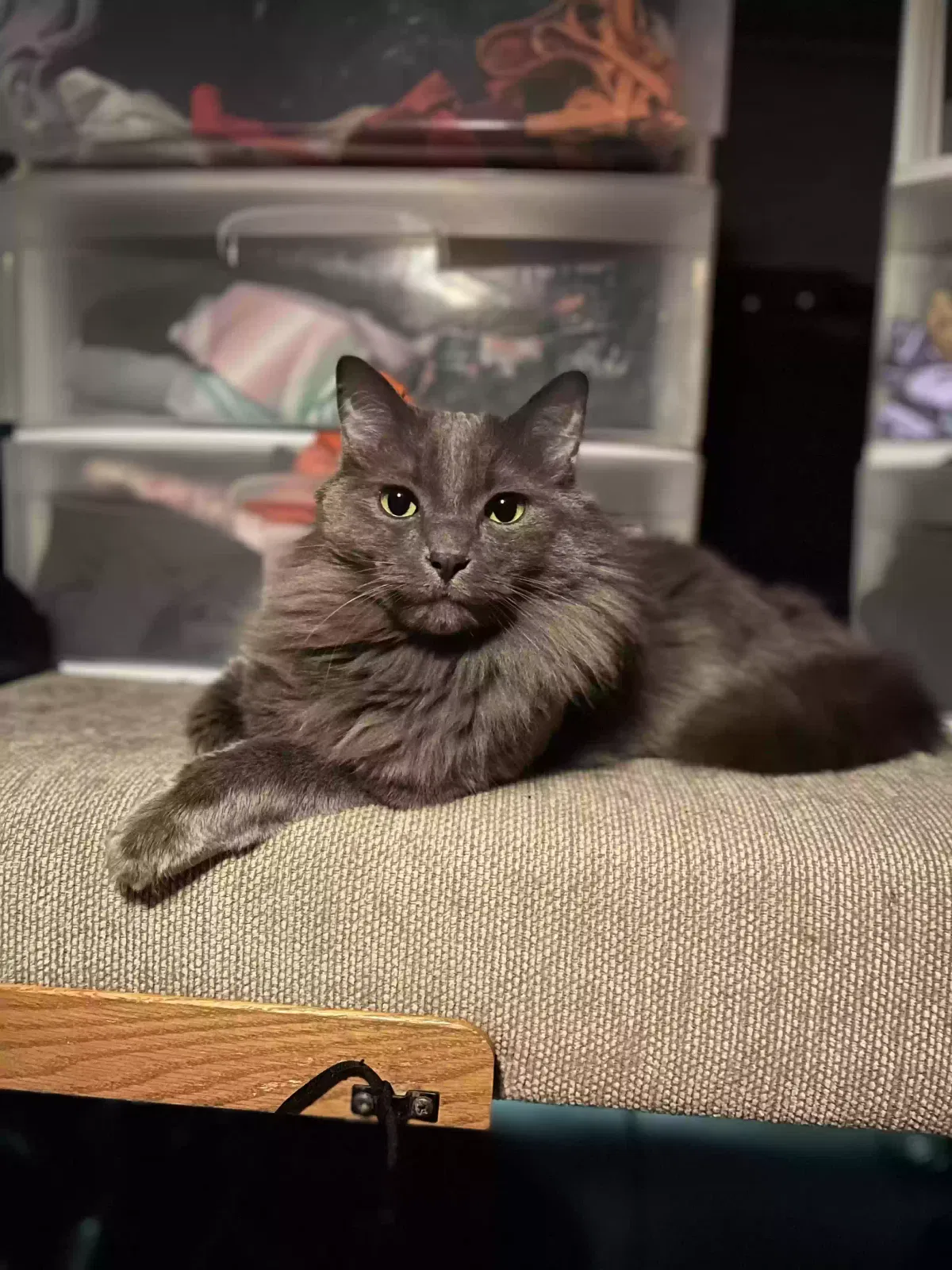 Lost cat in Post Falls, ID, 83854