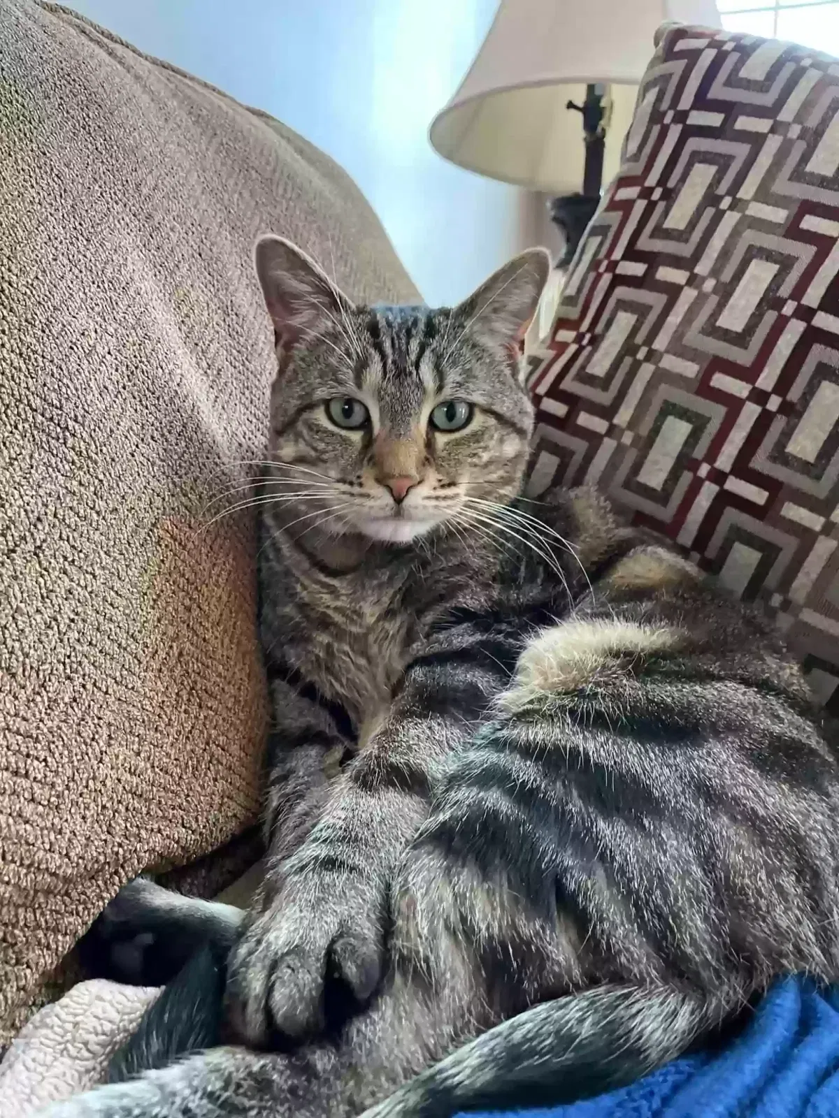 Lost cat in Pennsburg, PA, 18073