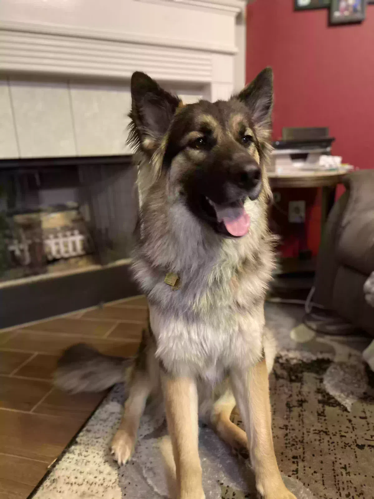 Lost dog in Spring, TX, 77379