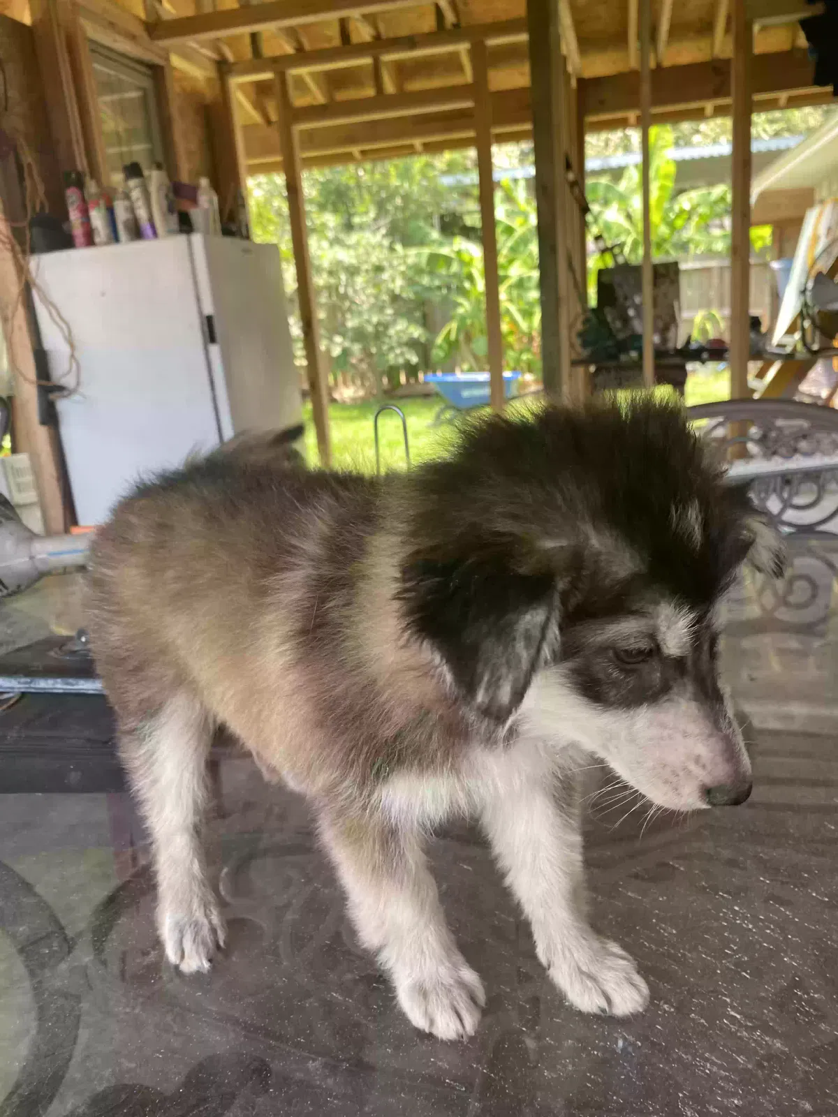 Lost dog in Houston, TX, 77034