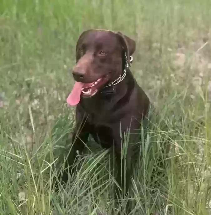 Lost dog in Aurora, CO, 80010
