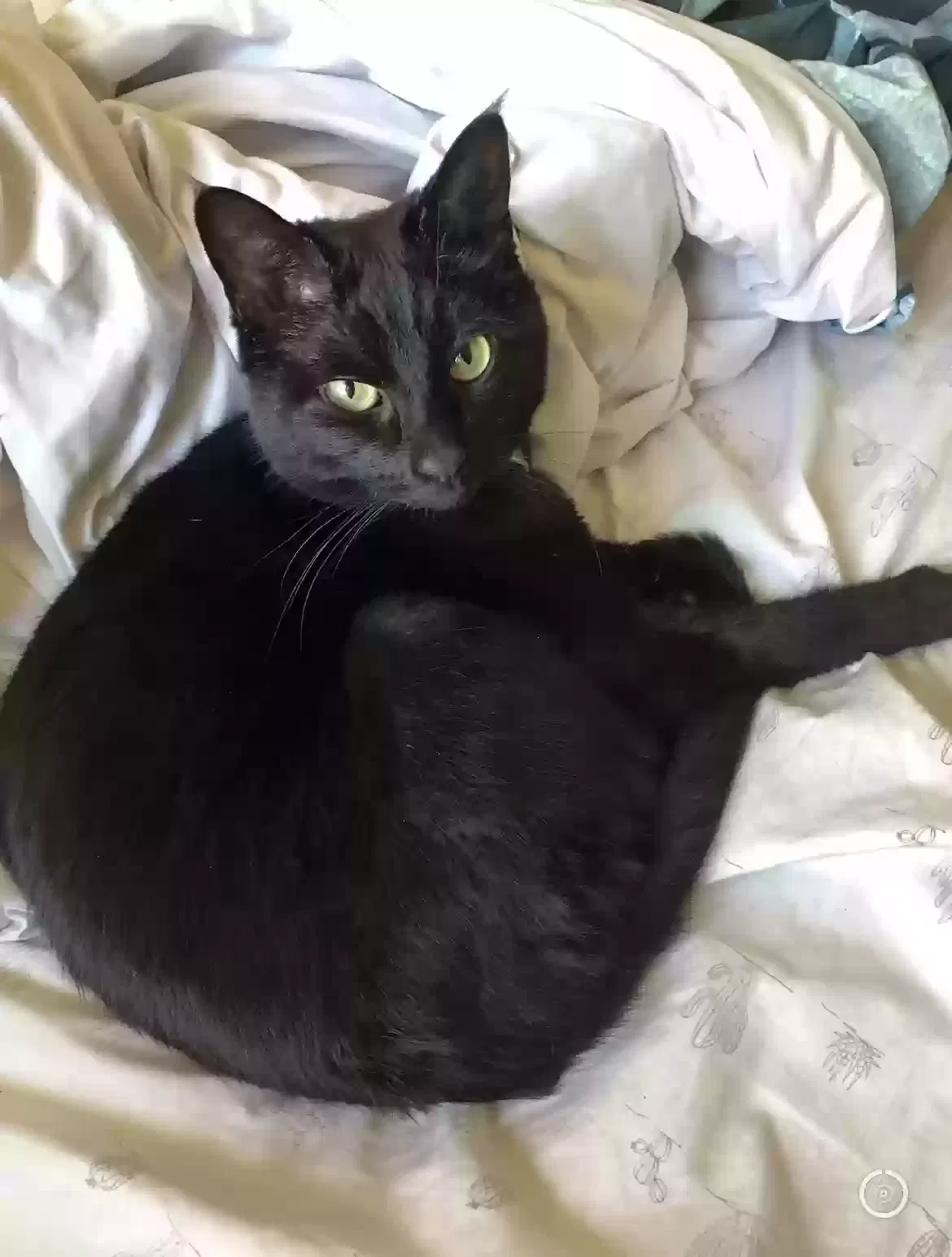 Lost cat in Seattle, WA, 98199