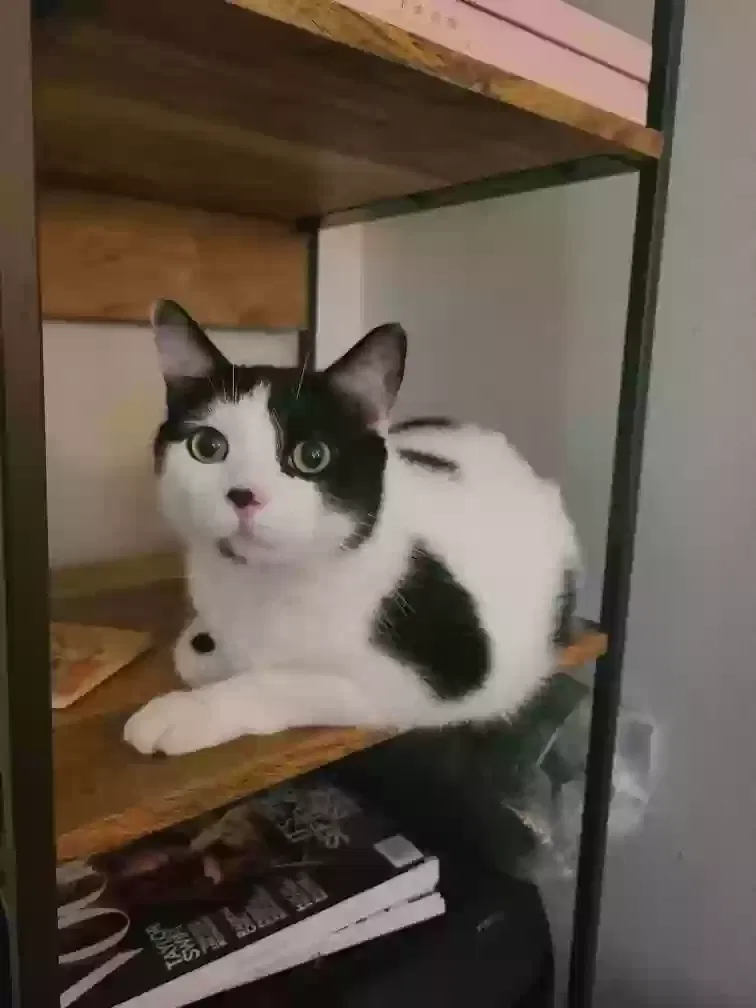 Lost cat in Lakeland, FL, 33810