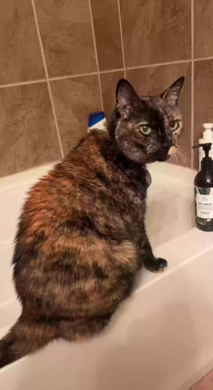Lost cat in Fort Worth, TX, 76179