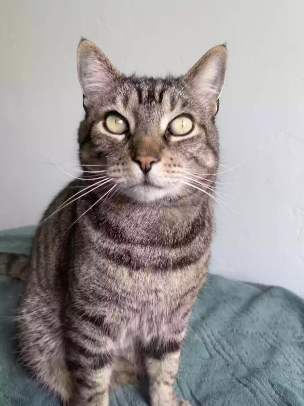 Lost cat in El Cajon, CA, 92021