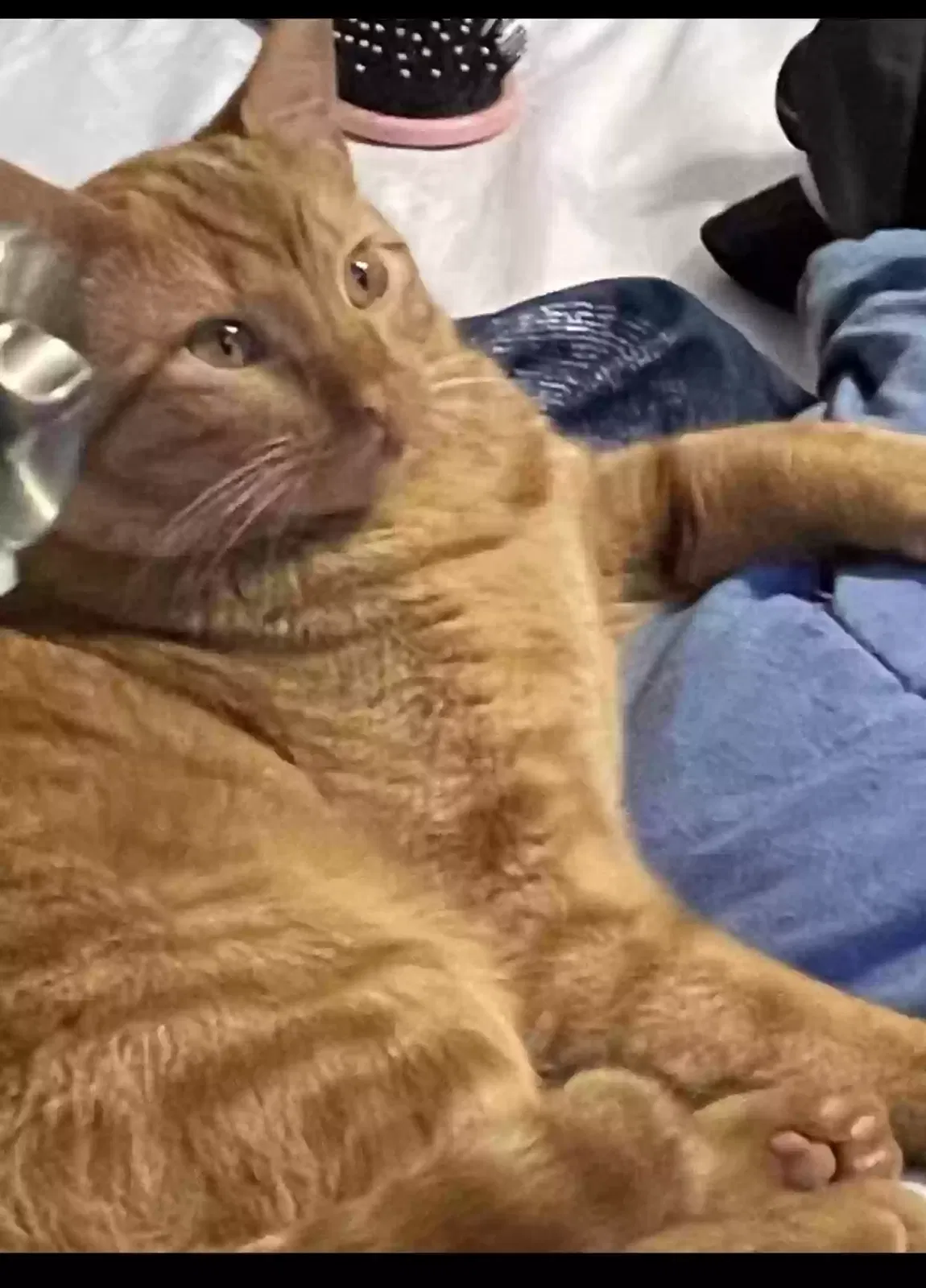 Lost cat in Memphis, TN, 38134