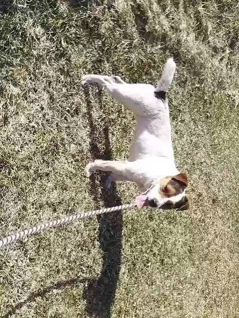 Lost dog in Ontario, WI, 54651
