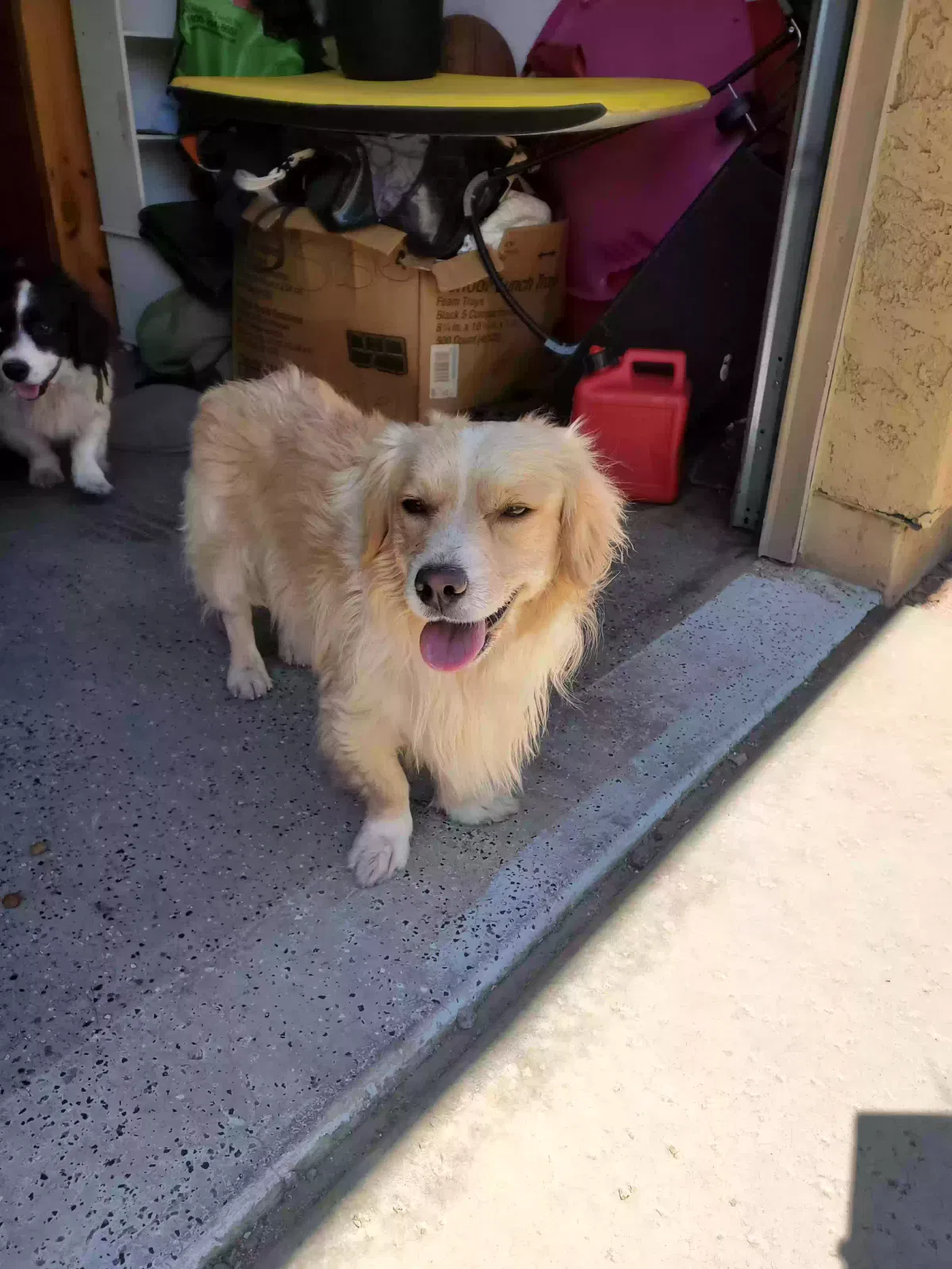 Found dog in Phoenix, AZ, 85035