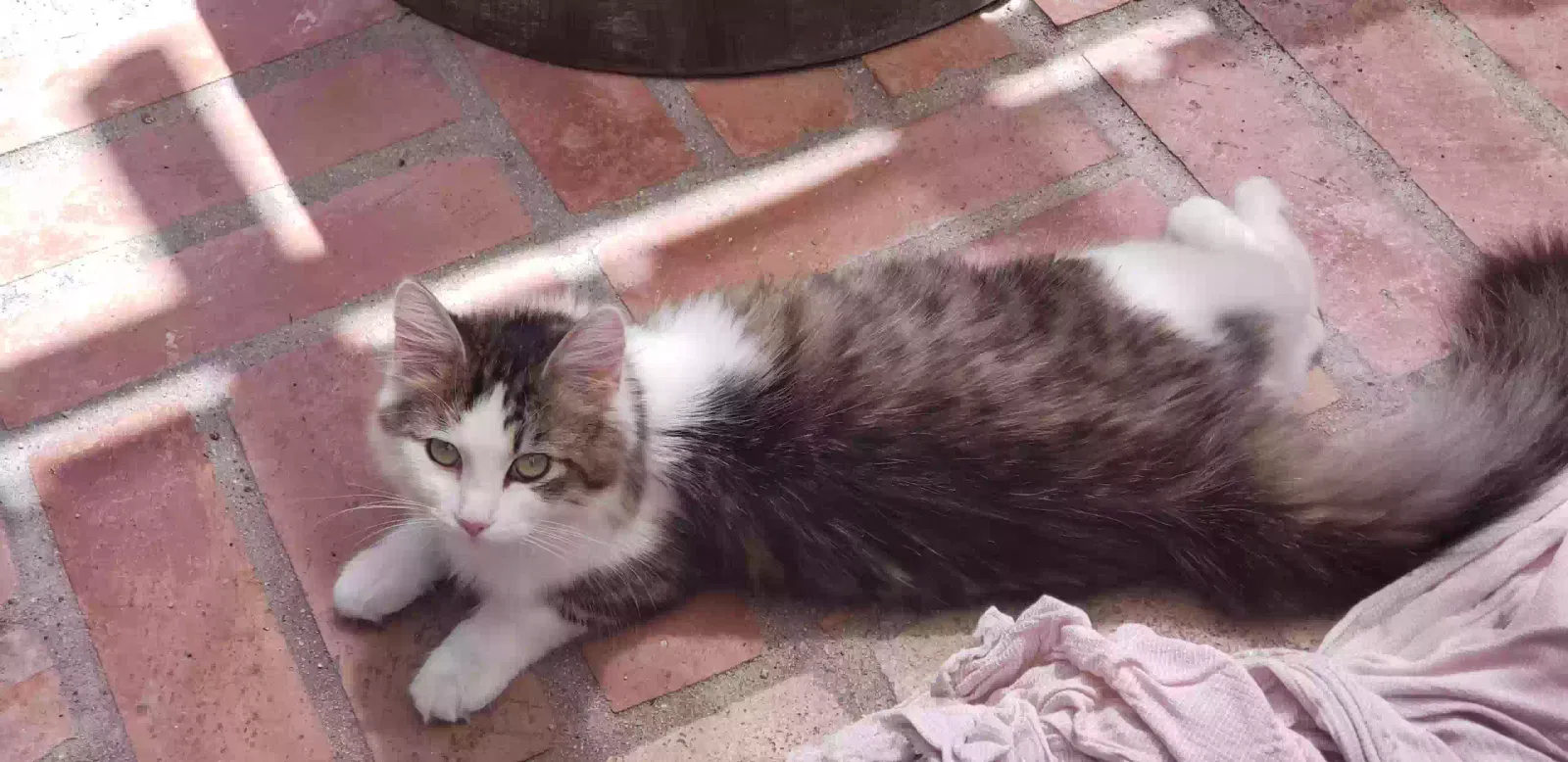 Lost cat in San Diego, CA, 92117