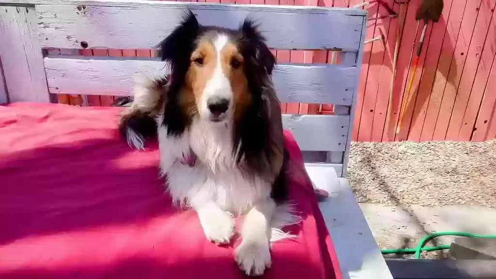 Lost dog in Colorado Springs, CO, 80910