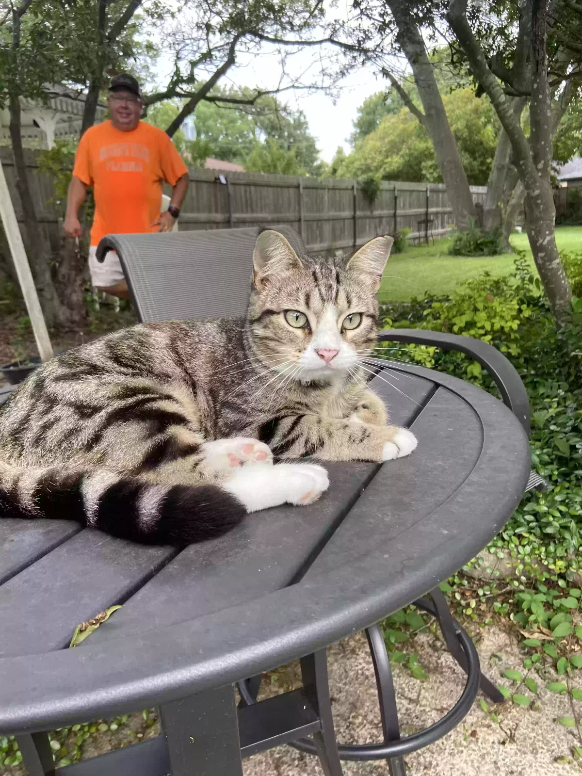 Lost cat in Rockwall, TX, 75087