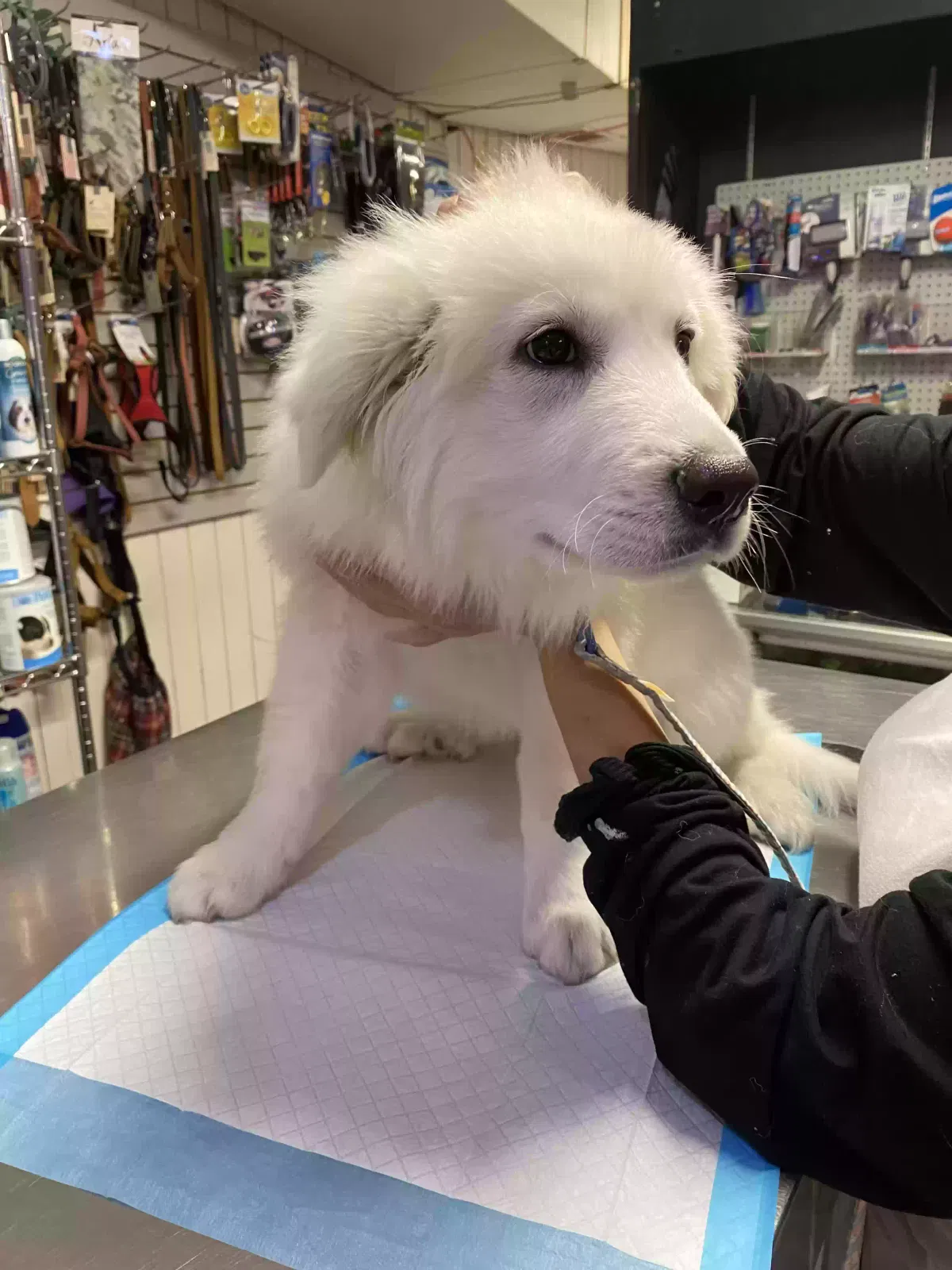 Lost dog in Fort Worth, TX, 76119