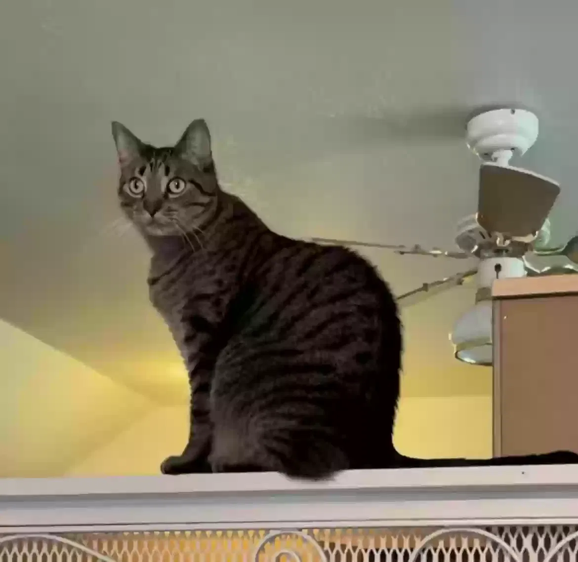 Lost cat in Santa Cruz, CA, 95060
