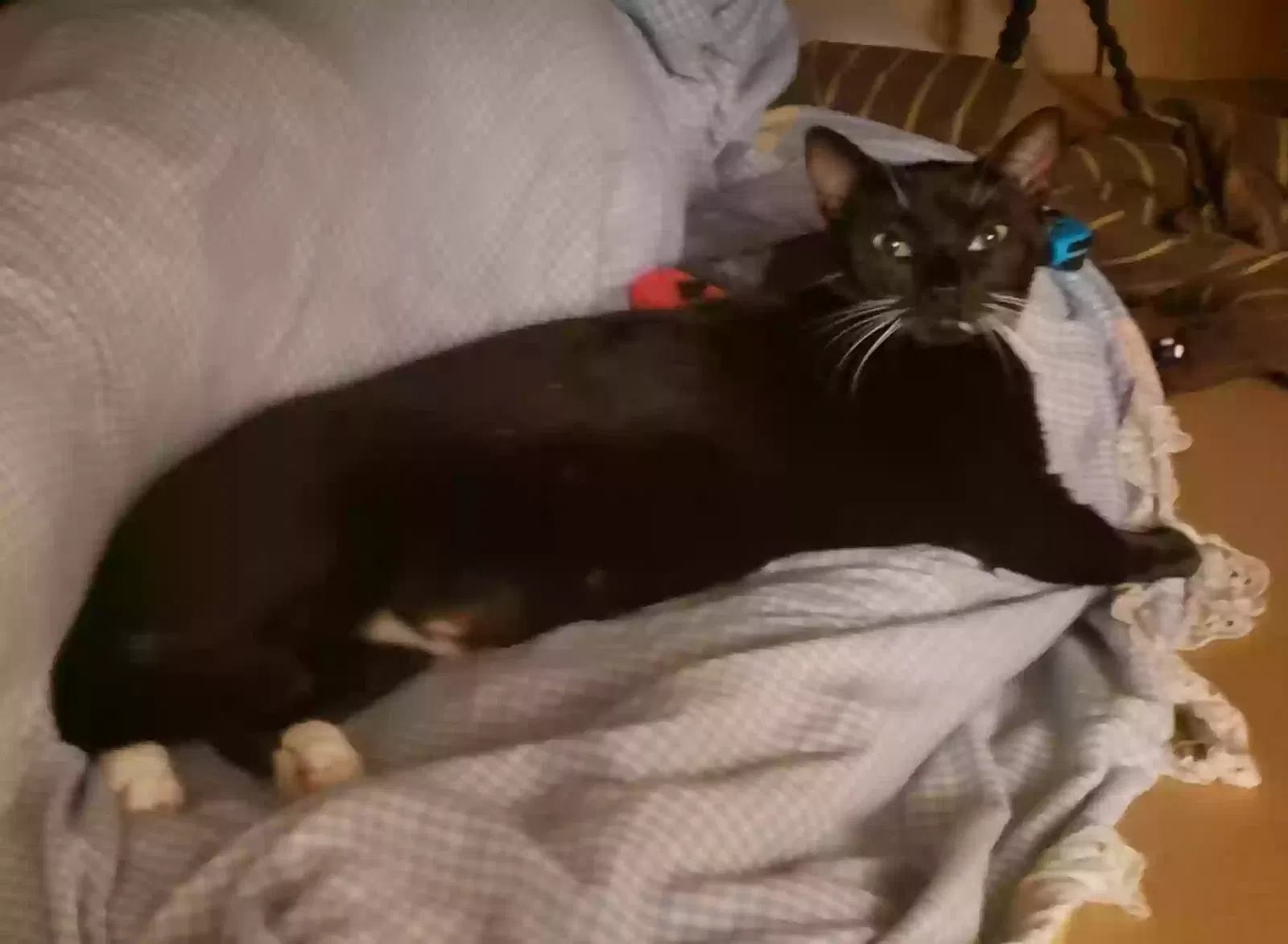 Lost cat in Slidell, LA, 70458