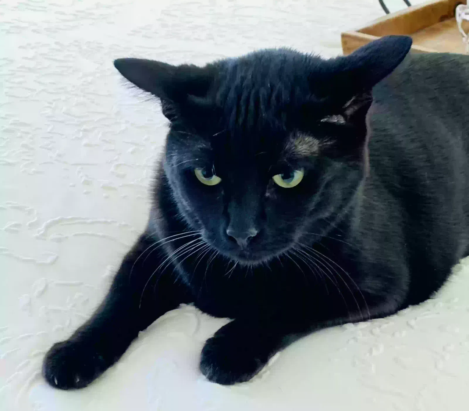 Found cat in Temecula, CA, 92591