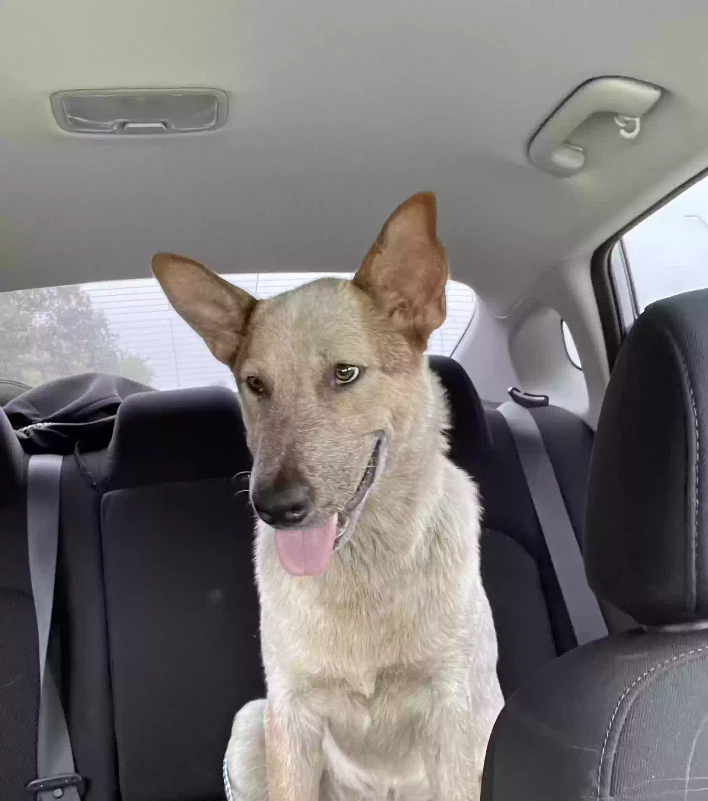 Found dog in Burleson, TX, 76028