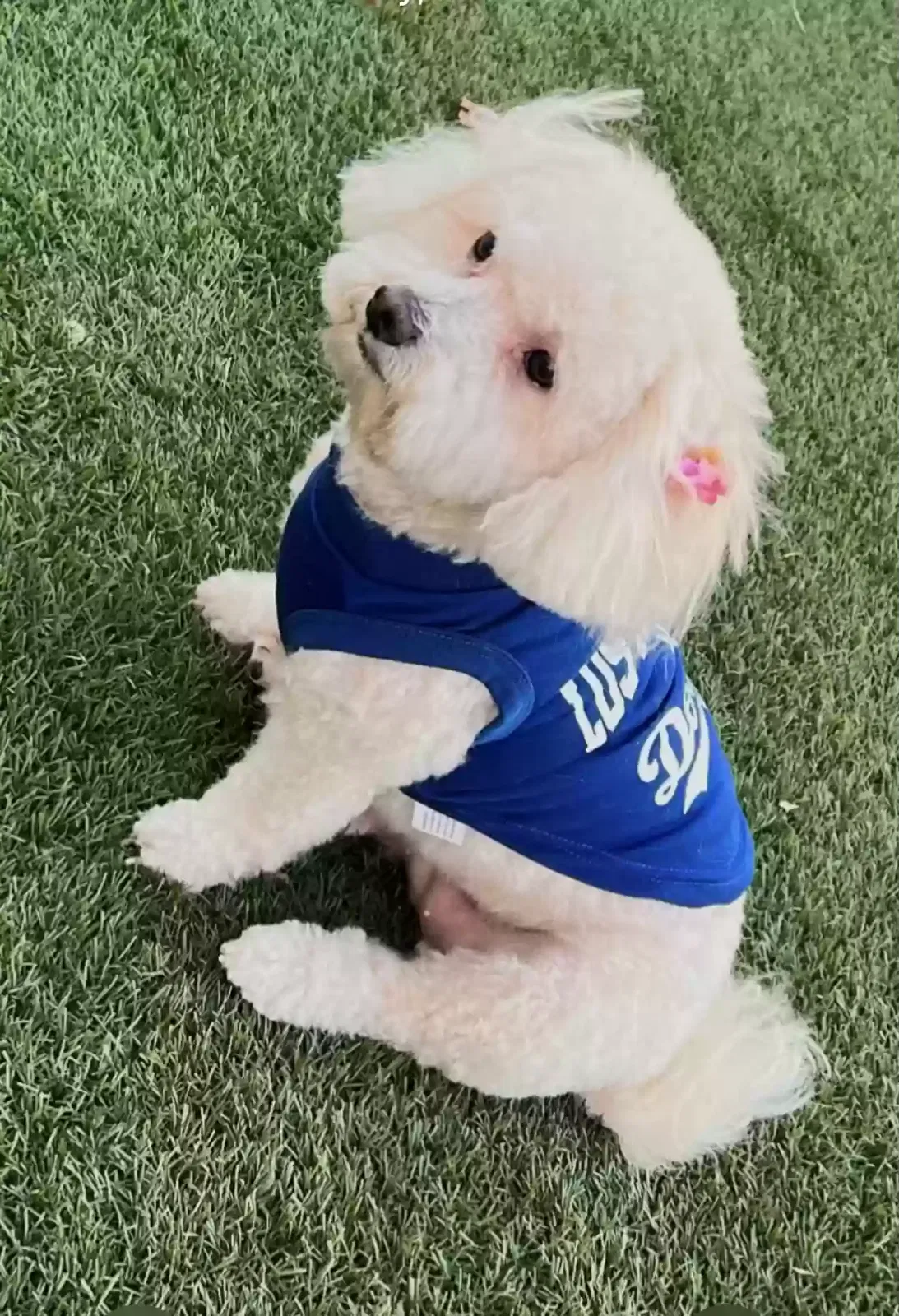 Lost dog in Sun Valley, CA, 91352