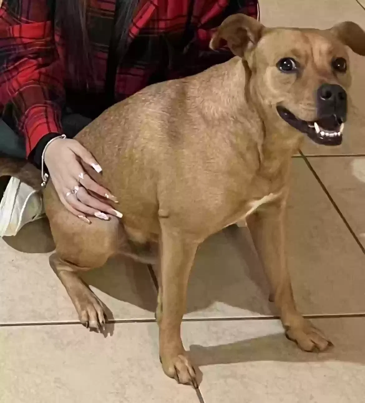 Lost dog in Houston, TX, 77067
