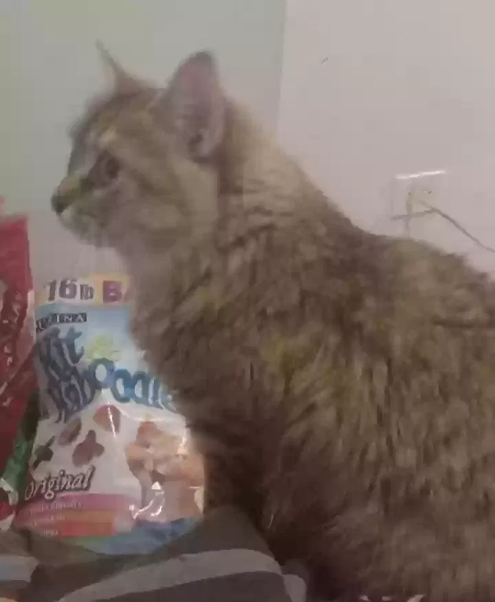 Lost cat in Chicago, IL, 60609