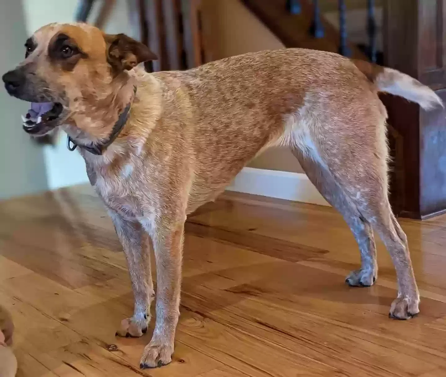 Lost dog in Grandview, WA, 98930