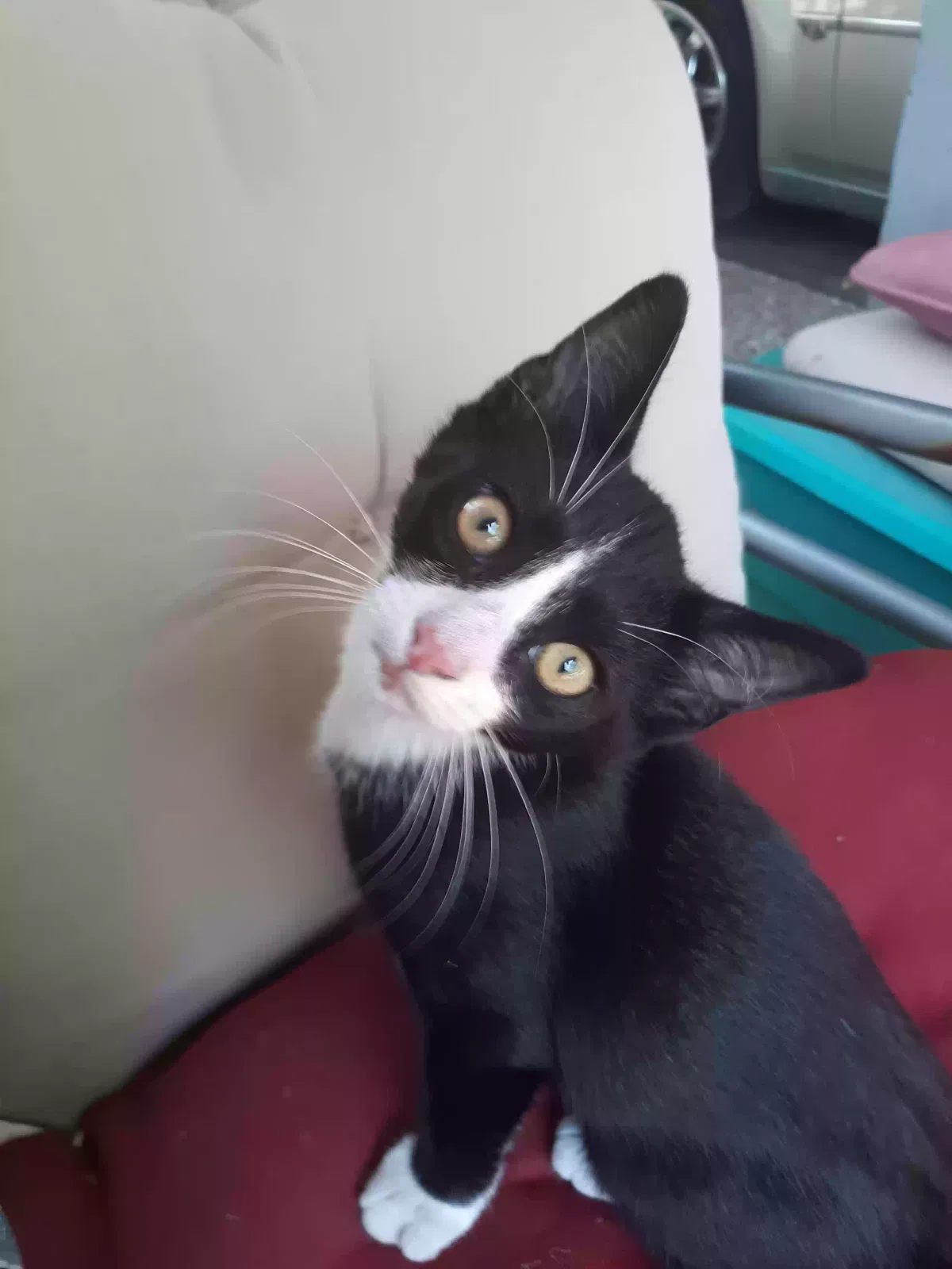 Found cat in Argyle, TX, 76226