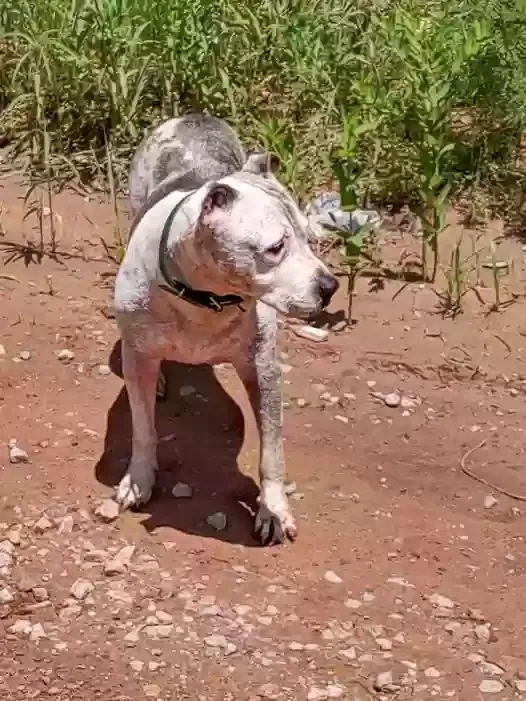 Lost dog in Stillwater, OK, 74074