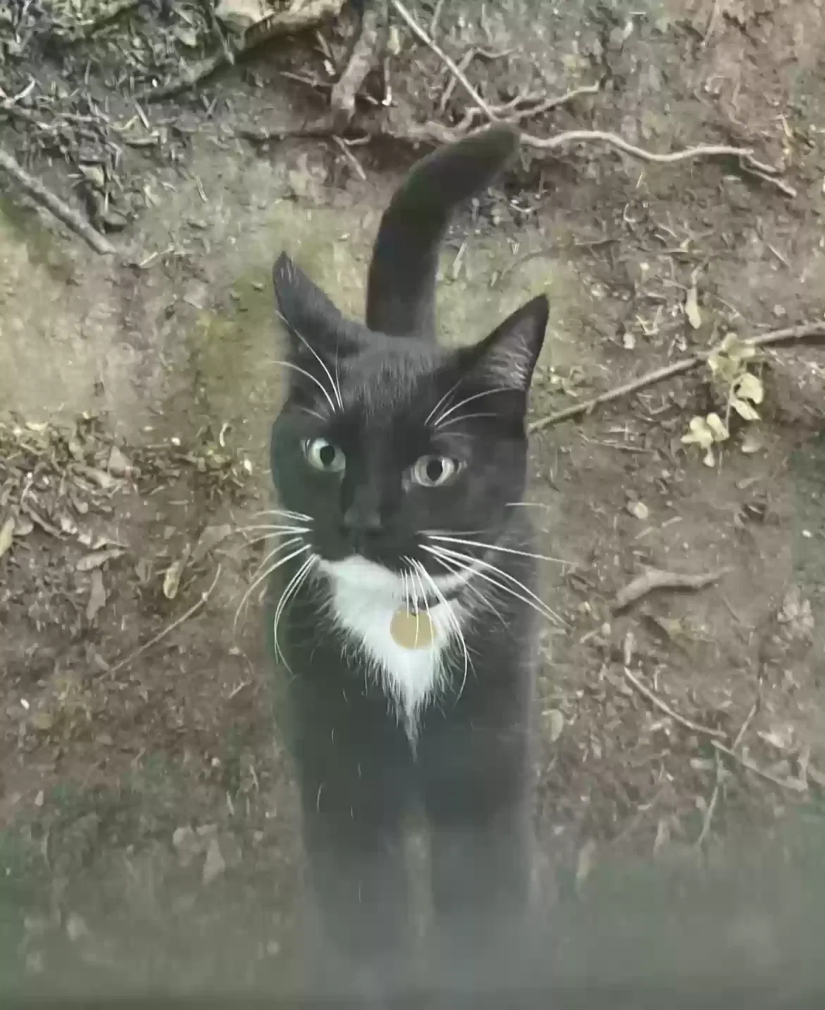 Lost cat in Lake Oswego, OR, 97034