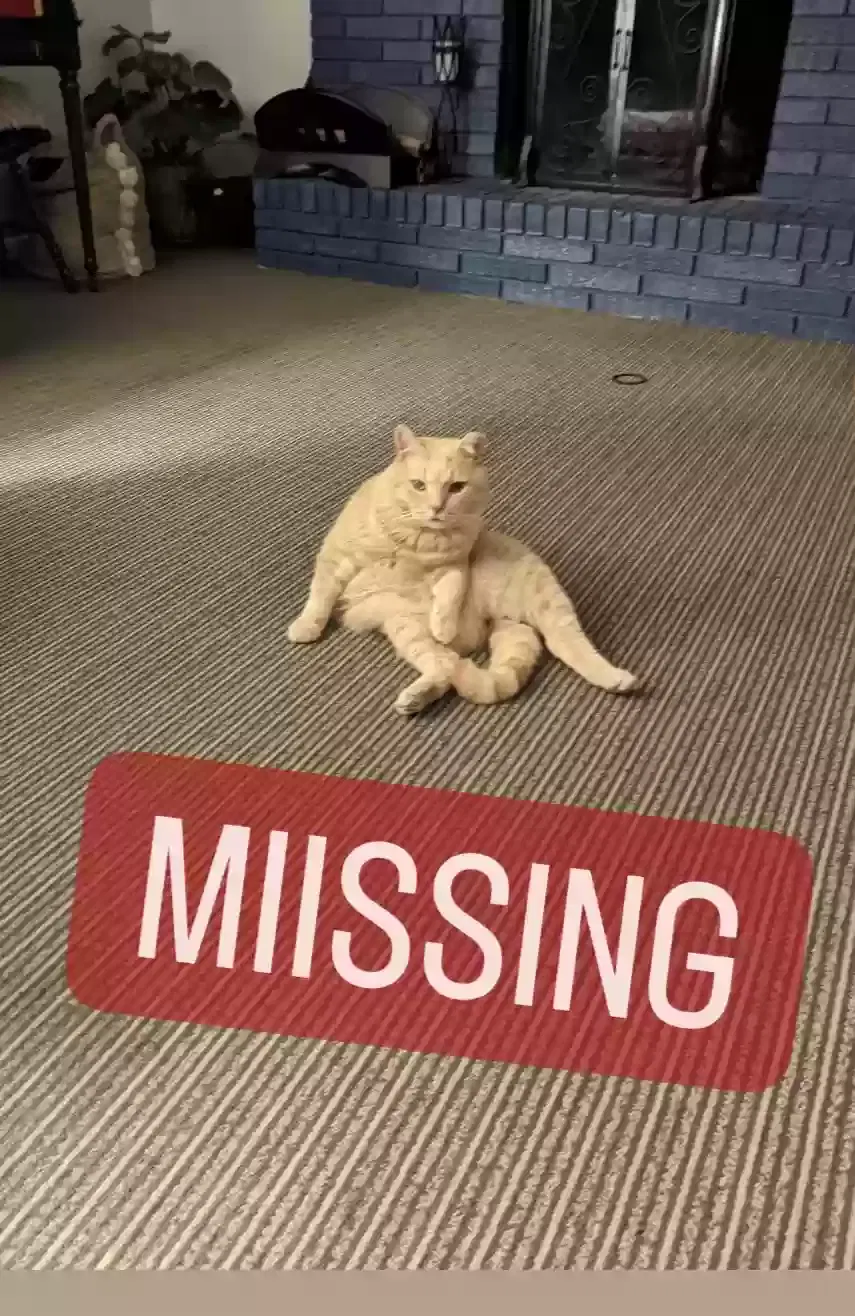 Lost cat in Noblesville, IN, 46060
