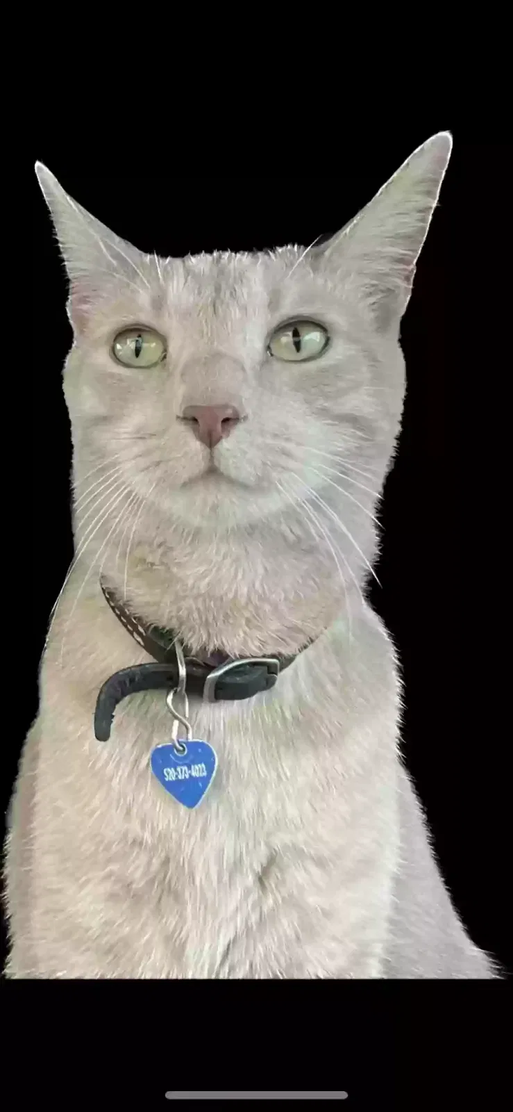 Lost cat in Tucson, AZ, 85739