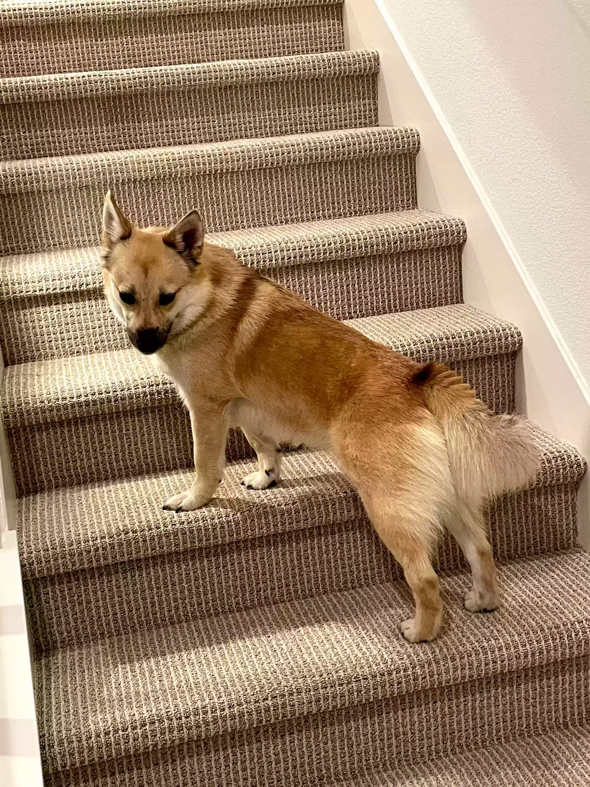 Lost dog in Castro Valley, CA, 94552