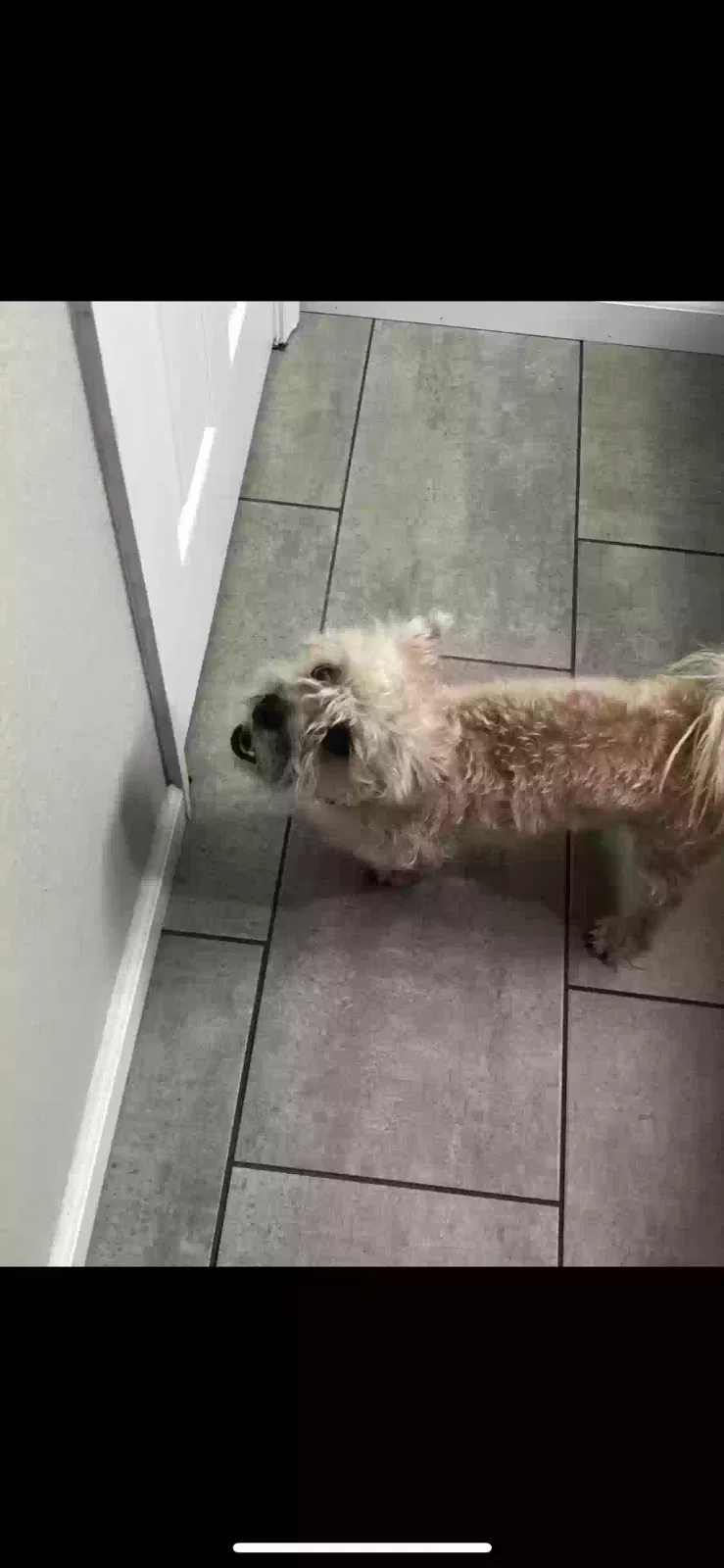 Lost dog in Phoenix, AZ, 85037