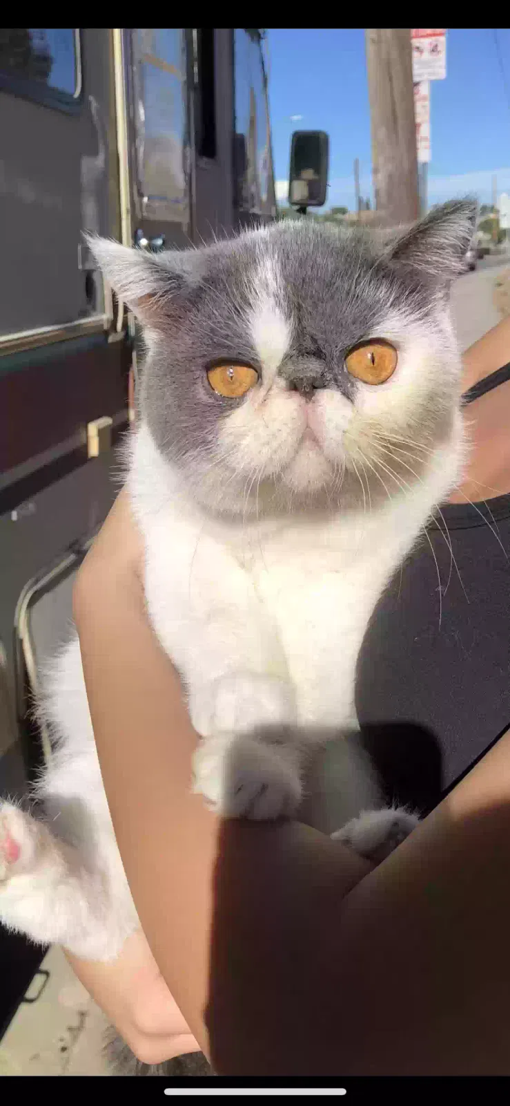 Lost cat in Los Angeles, CA, 90033