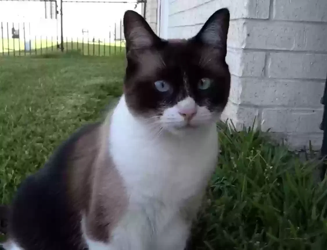 Lost cat in Pearland, TX, 77581