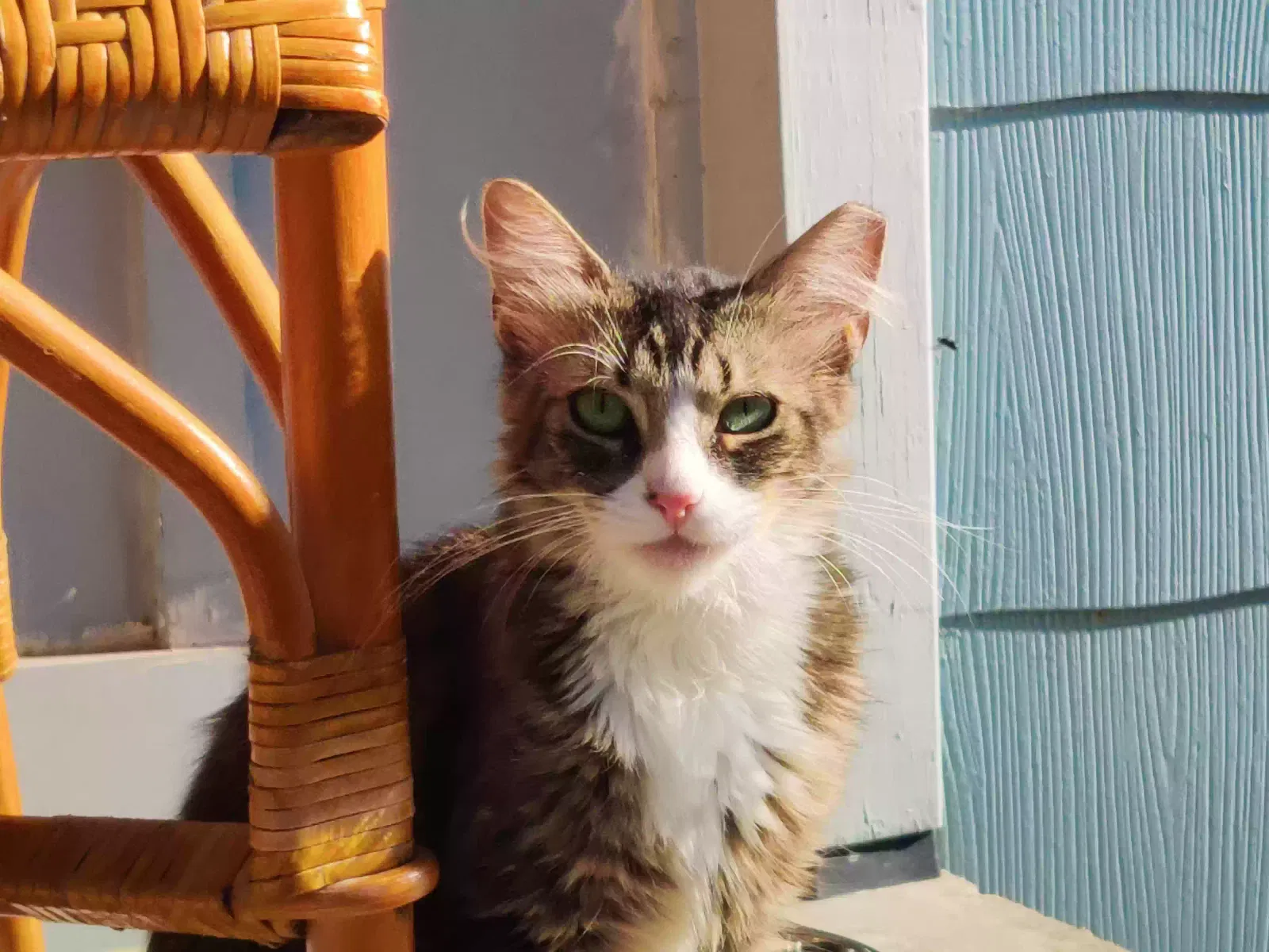 Lost cat in San Antonio, TX, 78212