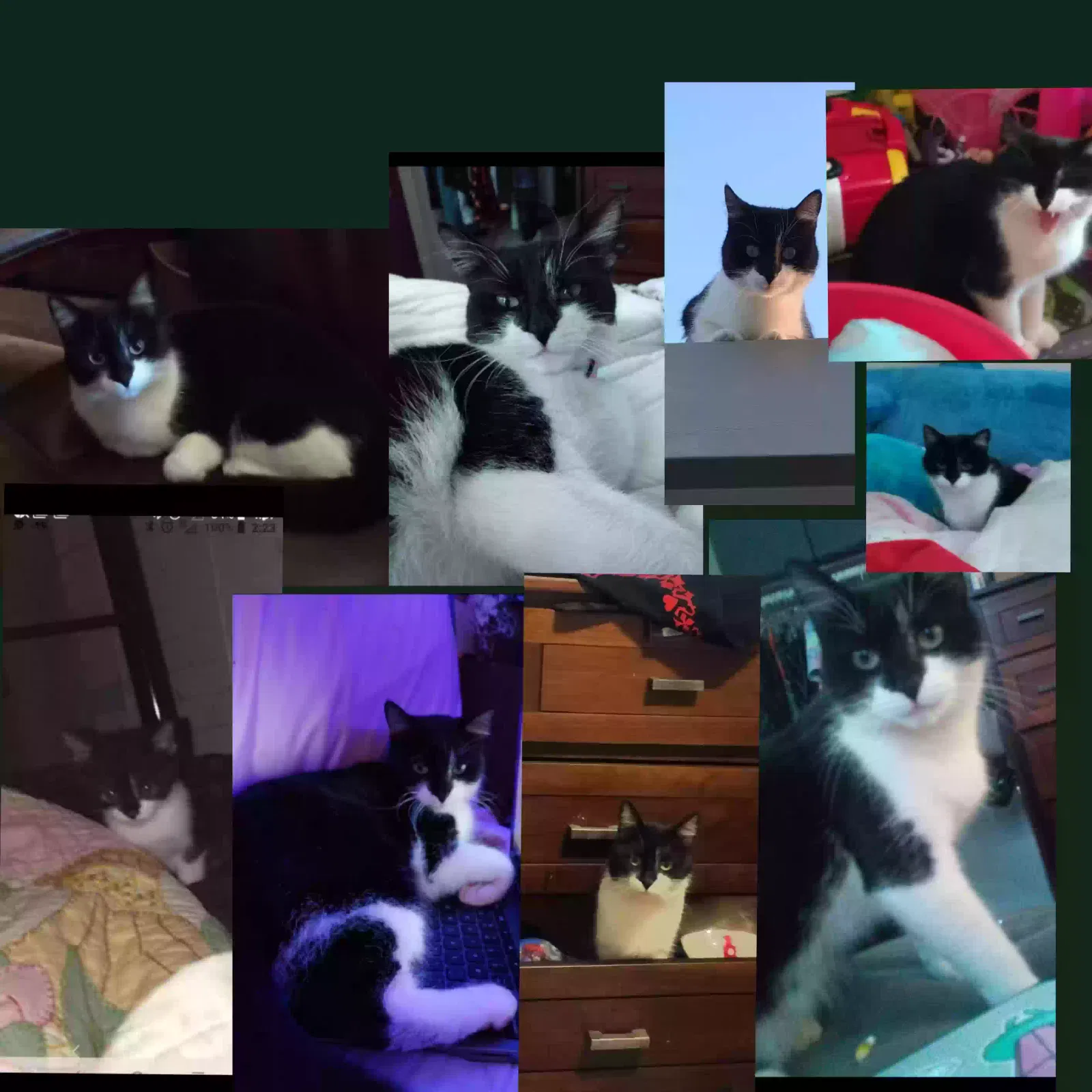 Lost cat in Yucaipa, CA, 92399