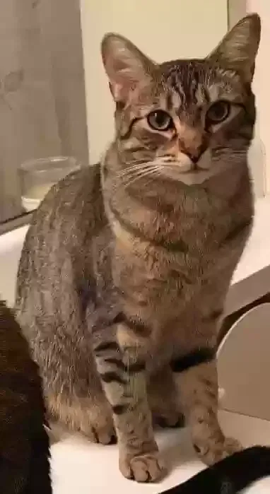Lost cat in Nashville, TN, 37211