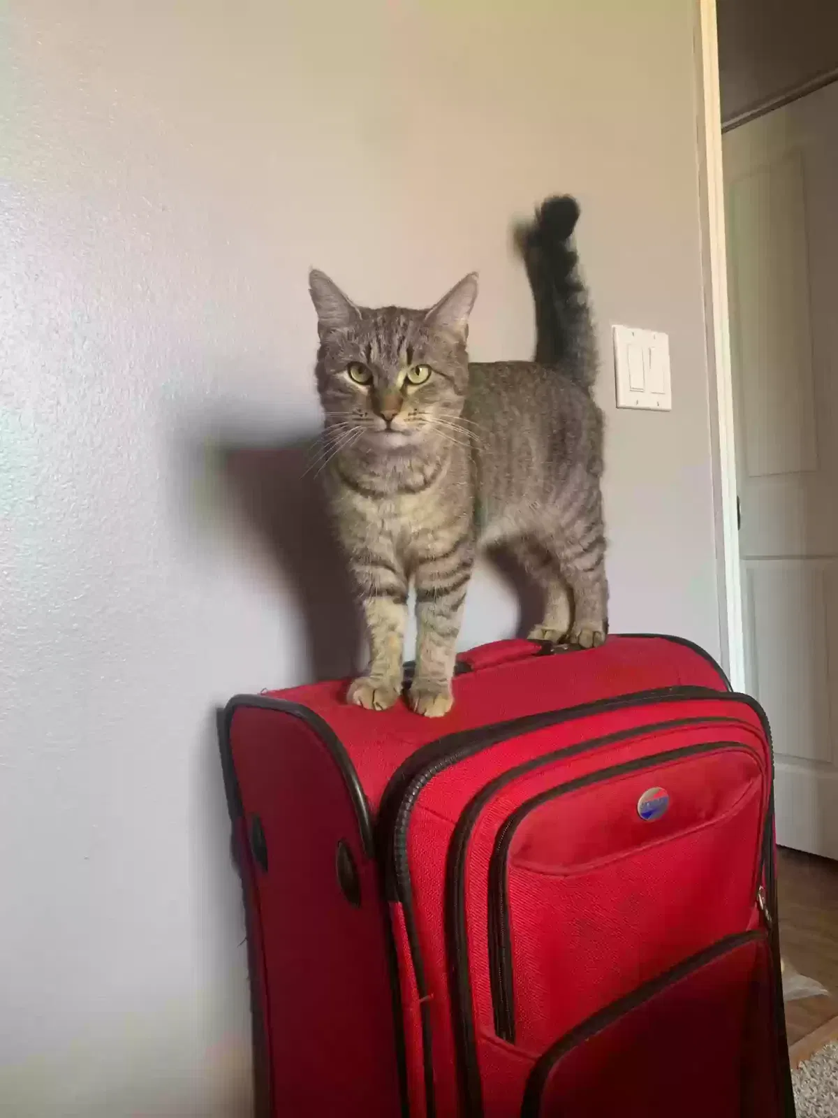 Lost cat in Ocala, FL, 34473