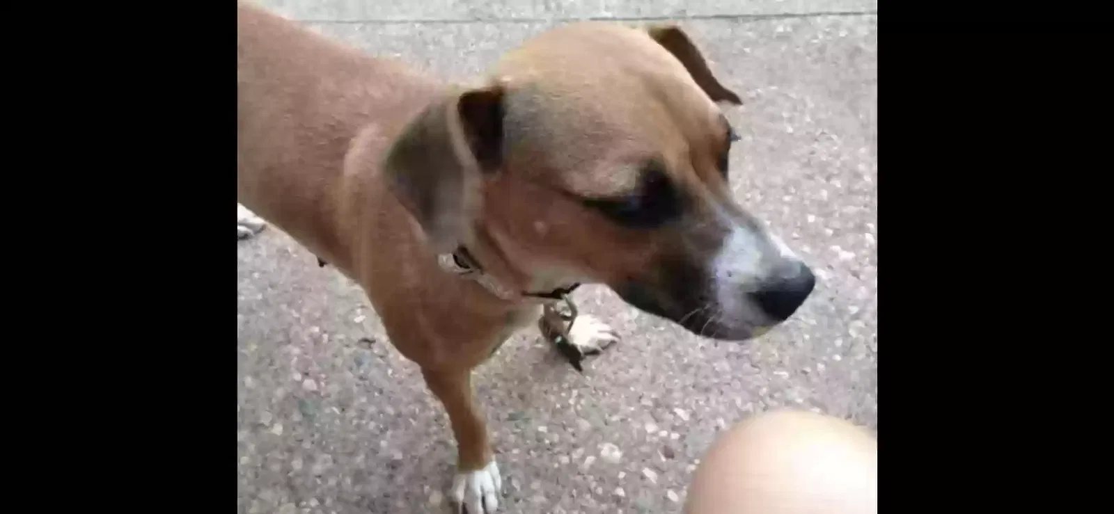 Lost dog in Concord, CA, 94520