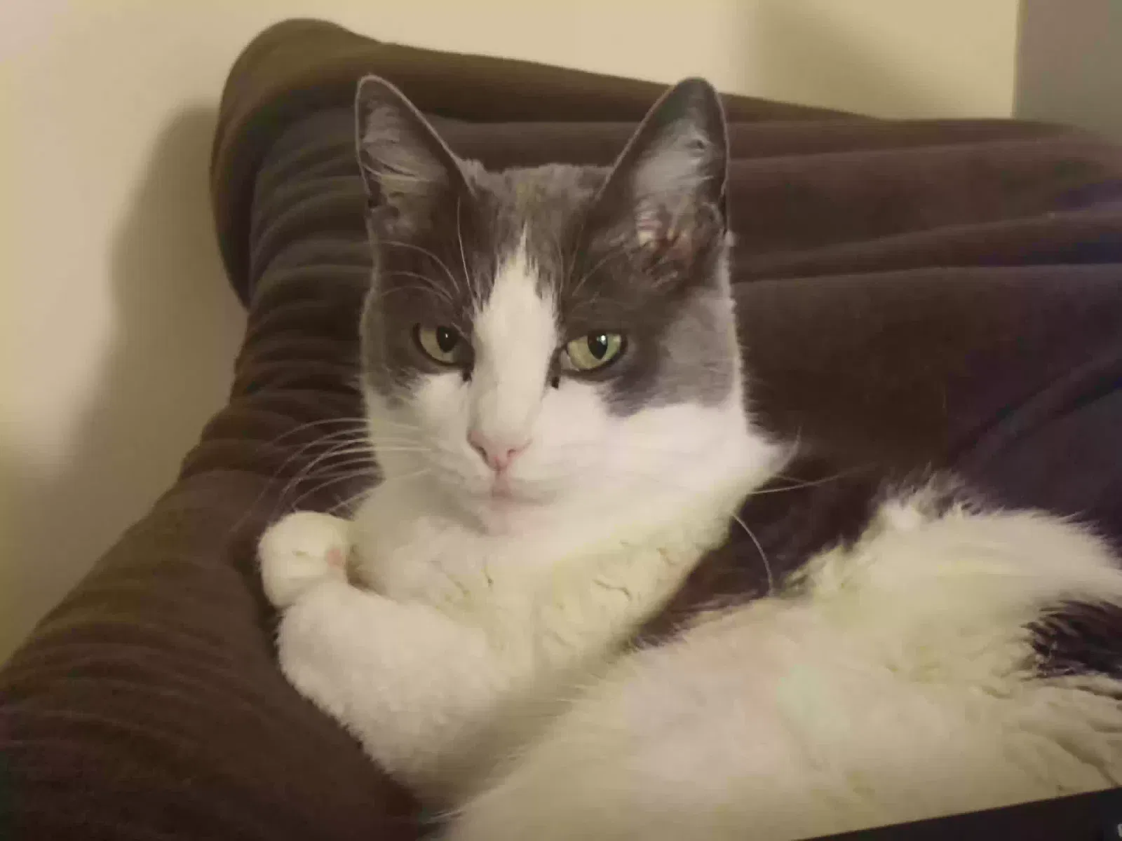 Lost cat in Fishers, IN, 46038