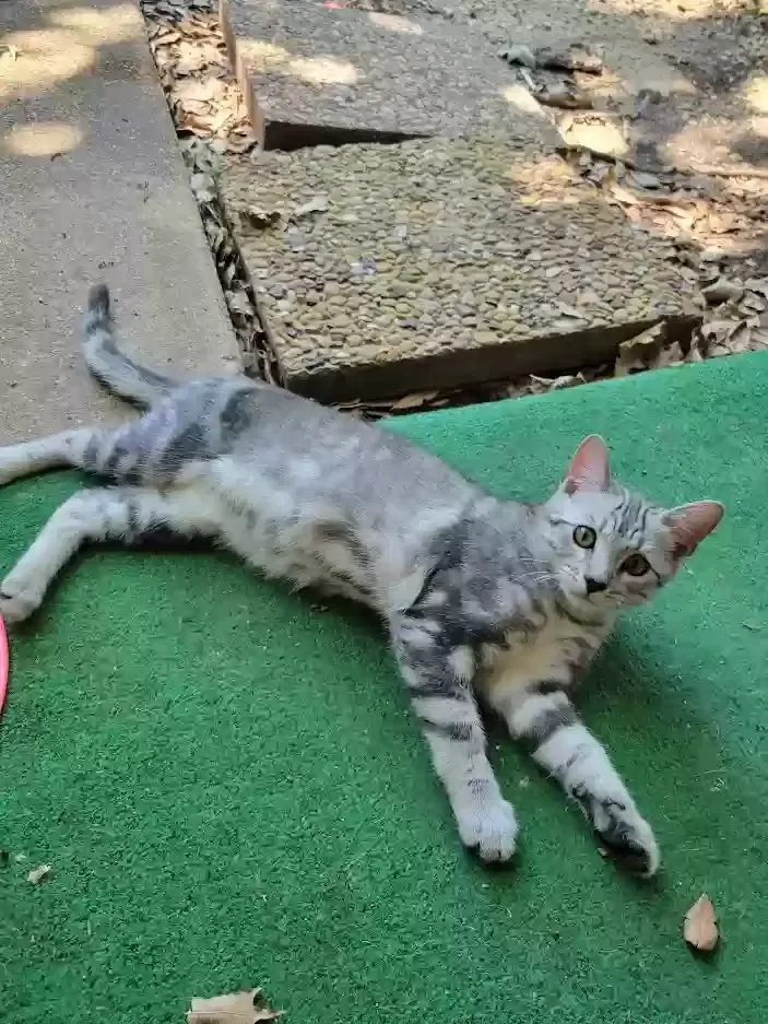 Lost cat in Dallas, TX, 75243