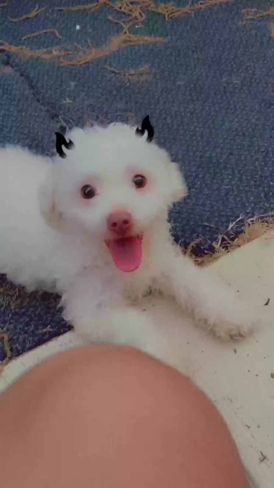 Lost dog in Sacramento, CA, 95816