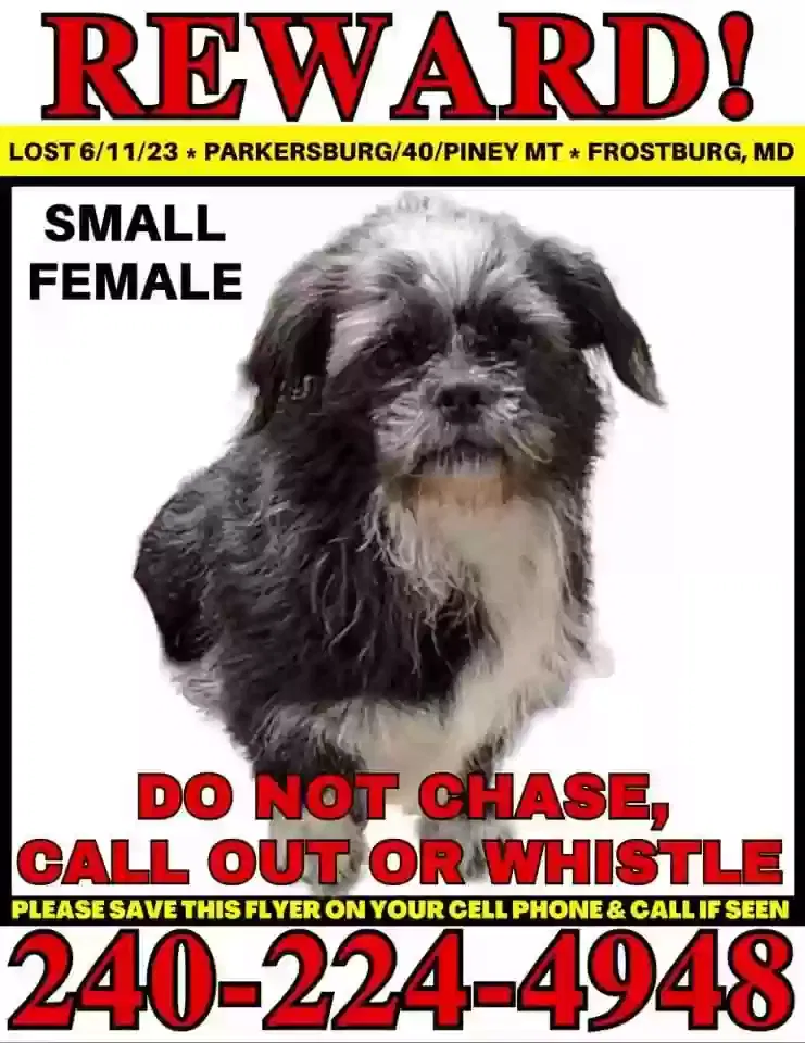 Lost dog in Frostburg, MD, 21532