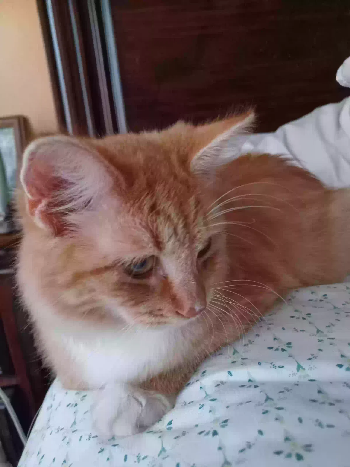 Lost cat in Mission, TX, 78572