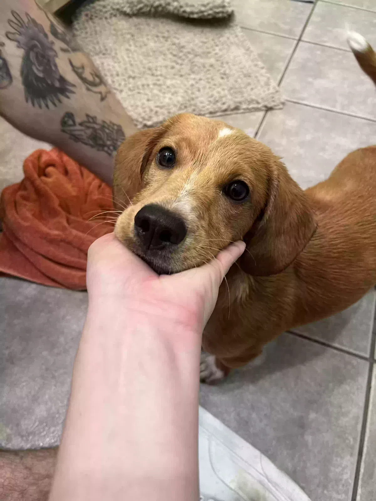 Found dog in Georgetown, TN, 37336