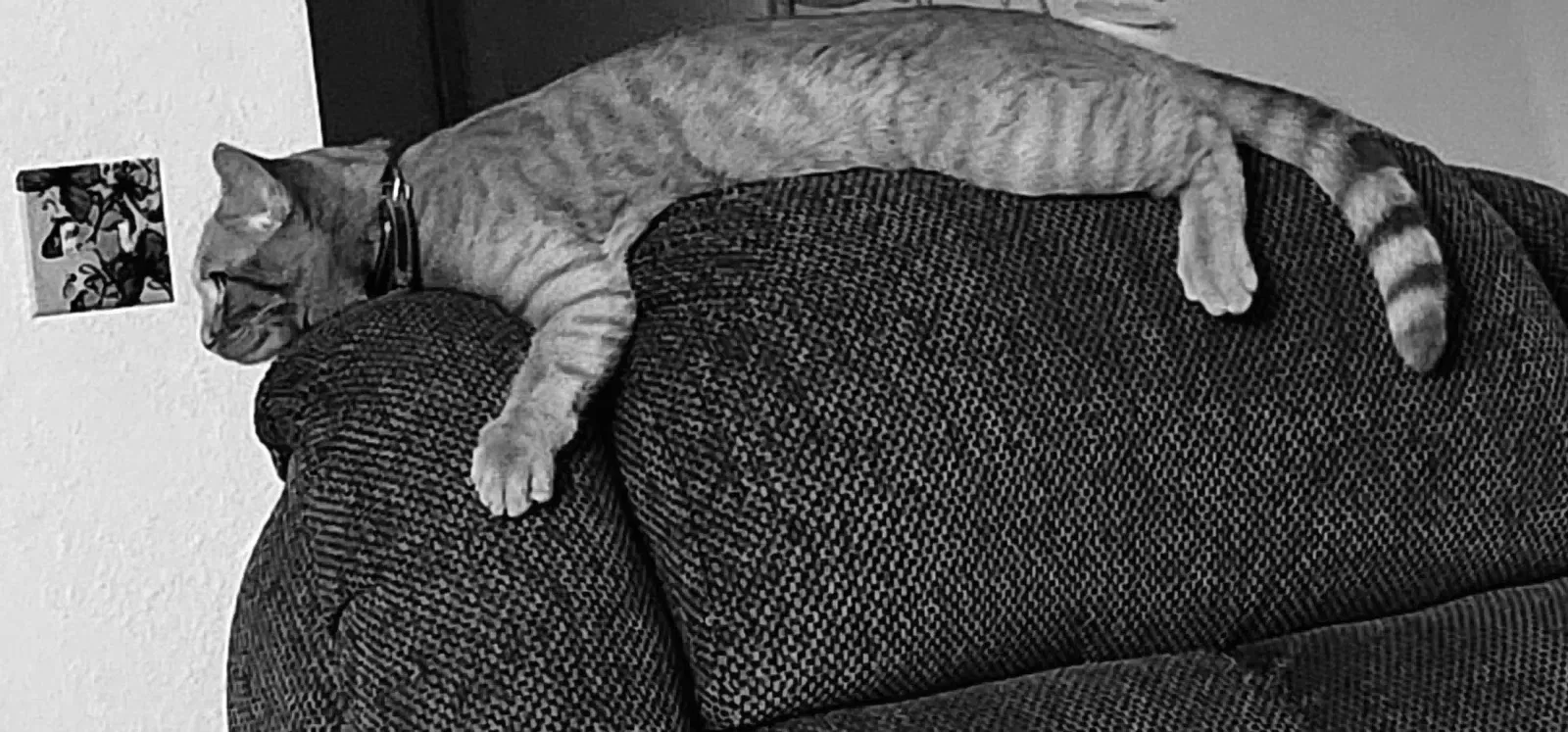 Lost cat in Victorville, CA, 92395