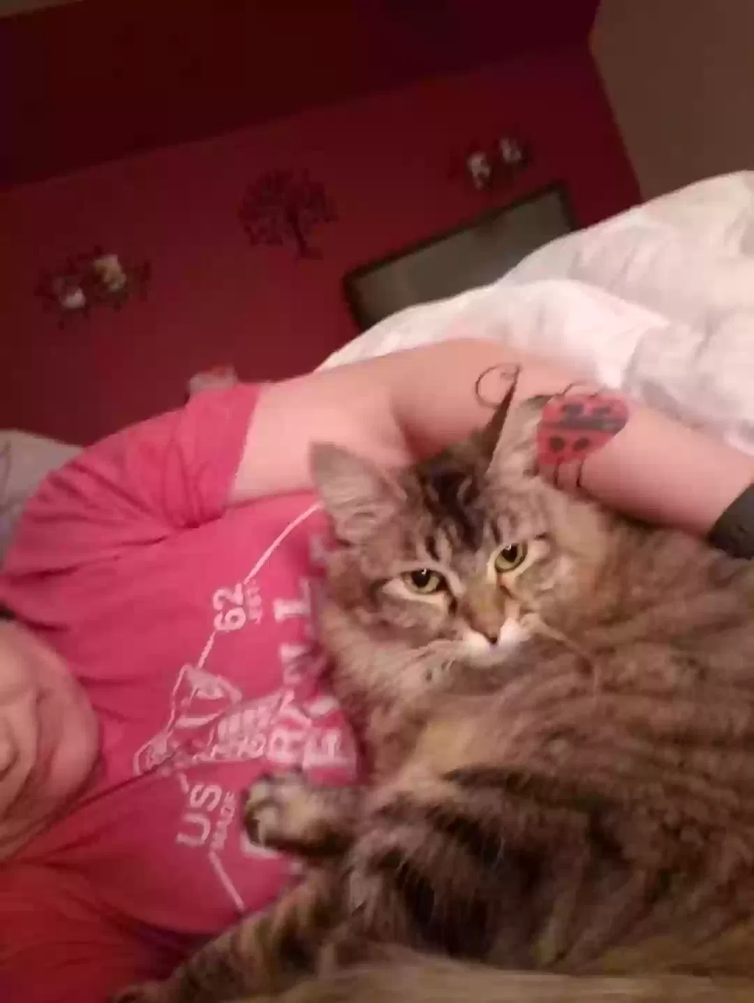 Lost cat in Corsicana, TX, 75110